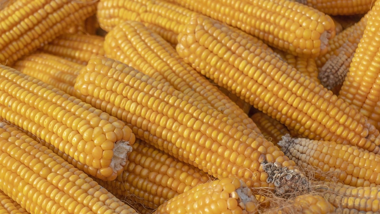 The Biology of Plant-Based Diets - Health Benefits